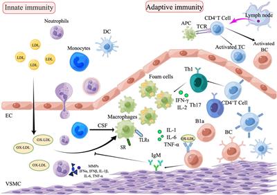 Advances in immunotherapy modalities for atherosclerosis